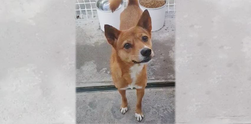 Hongyi is a Medium Female Shiba Inu mix Korean rescue dog