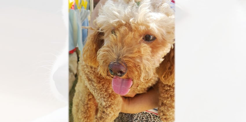 Hoochoo is a Small Male Poodle Korean rescue dog