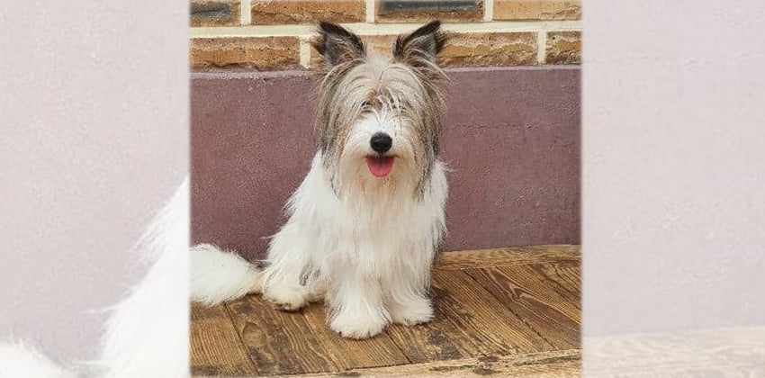 Hoochoo 2 is a Small Female Mixed Korean rescue dog