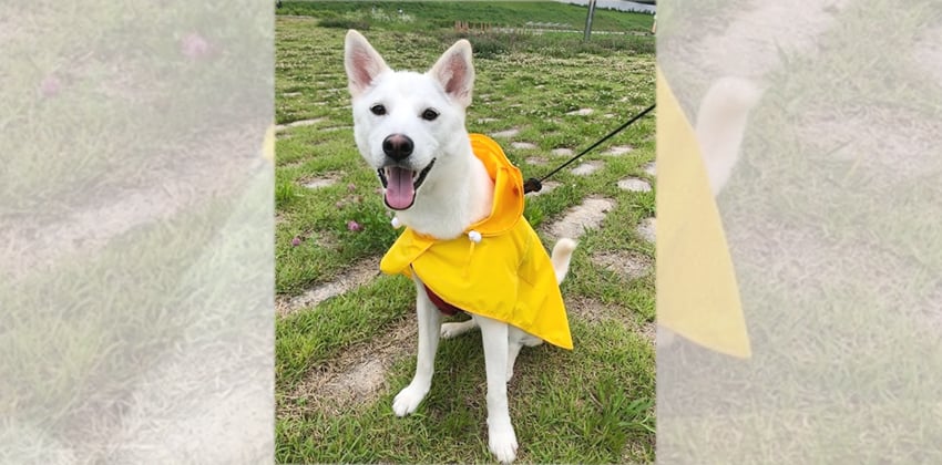 Hoodi is a Medium Male Jindo mix Korean rescue dog