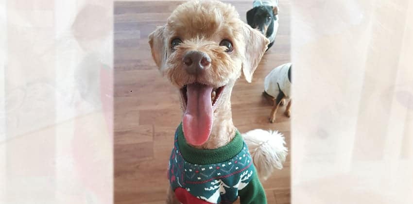 Hoon-Nam is a Small Male Poodle Korean rescue dog