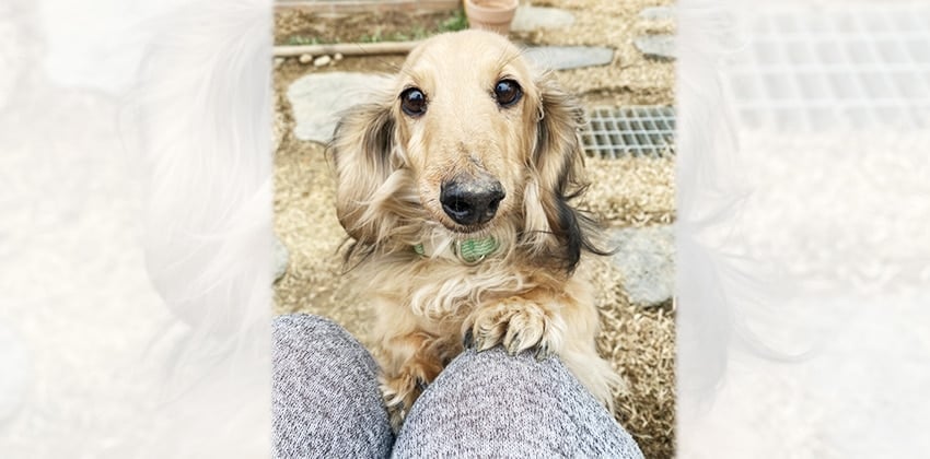 Hooni is a Small Male Dachshund mix Korean rescue dog