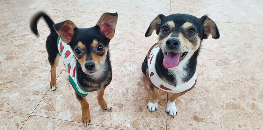 Manoak and Hoonie is a Small Female Chihuahua mix Korean rescue dog