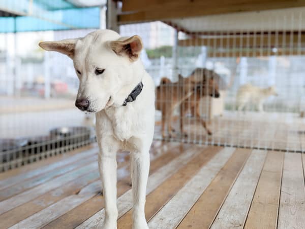 Hopang at a dog shelter in Korea.