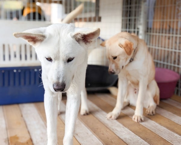 Hopang at a dog shelter in Korea.