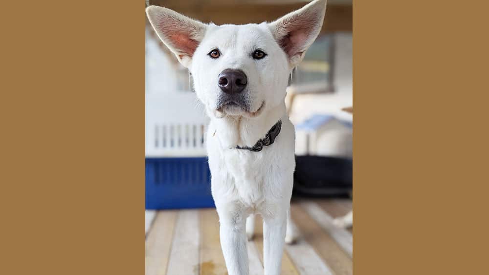 Hopang is a Large Male Jindo mix Korean rescue dog