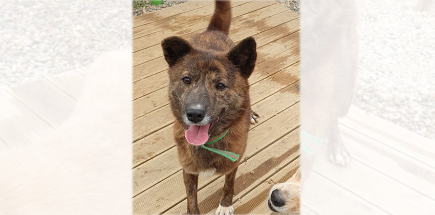 Holang is a Medium Female Jindo mix Korean rescue dog