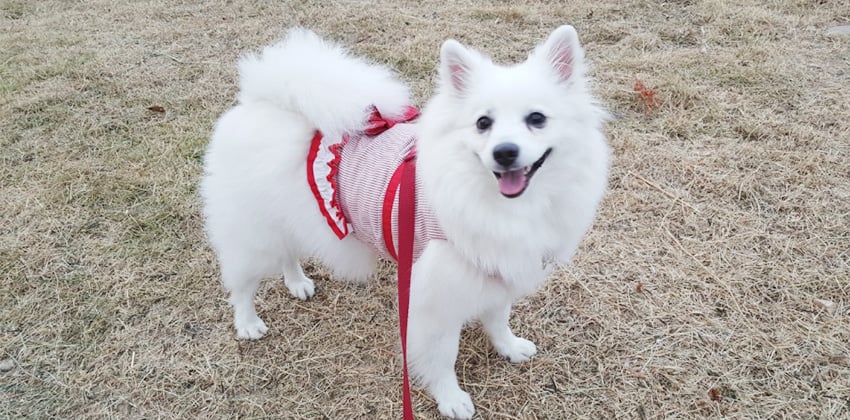 Hori is a Medium Female Spitz Korean rescue dog