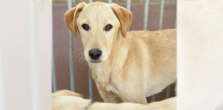 Hoya is a Medium Male Jindo mix Korean rescue dog