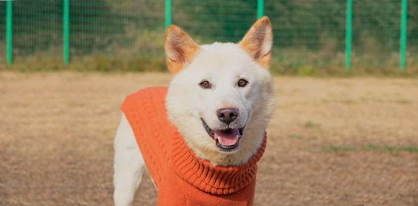 Hoya 2 is a Medium Male Jindo mix Korean rescue dog