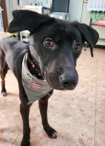 Hugo at a dog boarding house in Korea.