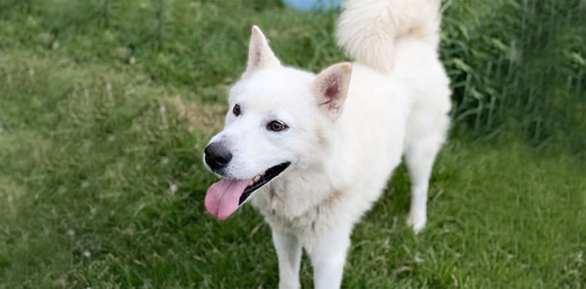 Hugo is a Large Male Jindo mix Korean rescue dog