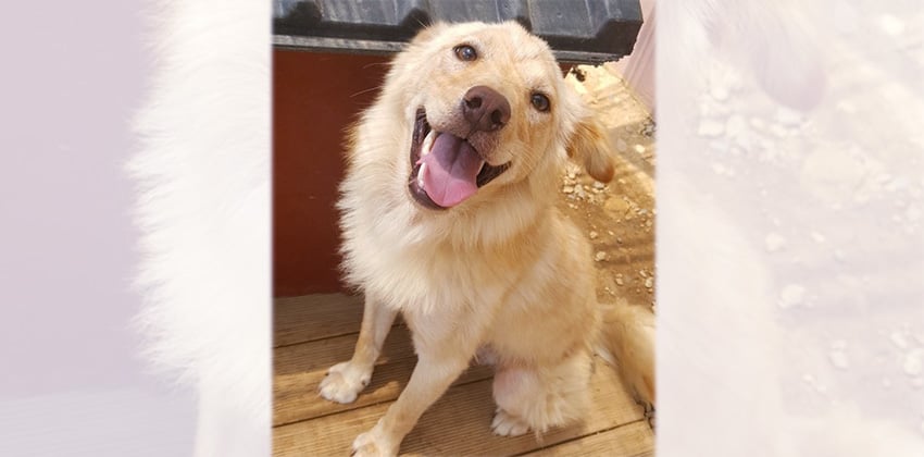 Humphrey is a Medium Male Golden Retriever Mix Korean rescue dog