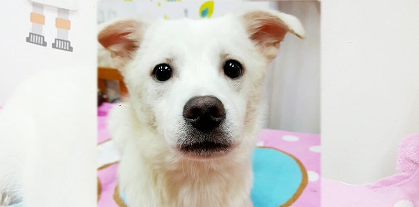 Hua is a Medium Male Jindo Mix Korean rescue dog