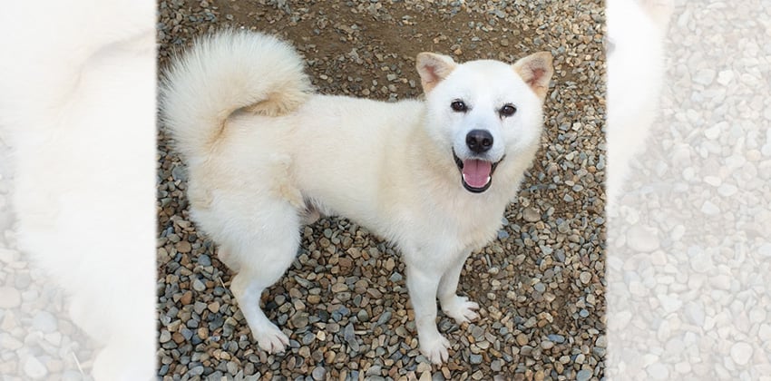 Hwalang is a Medium Male Jindo Korean rescue dog