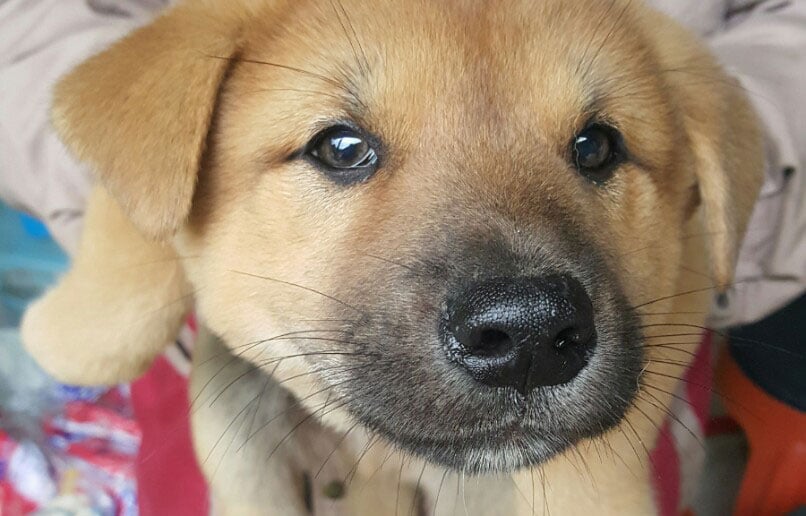 Hwang-do is a Small Male Jindo Korean rescue dog