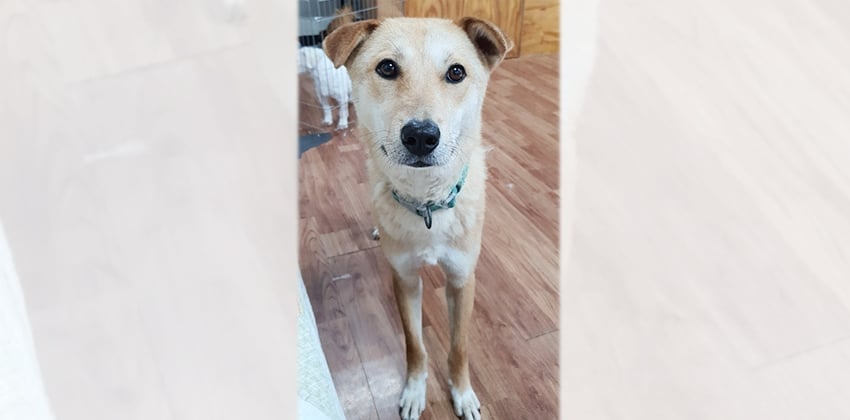 Hwangdol is a Medium Male Jindo mix Korean rescue dog