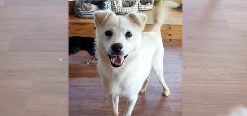 Hwani is a Small Male Jindo Mix Korean rescue dog