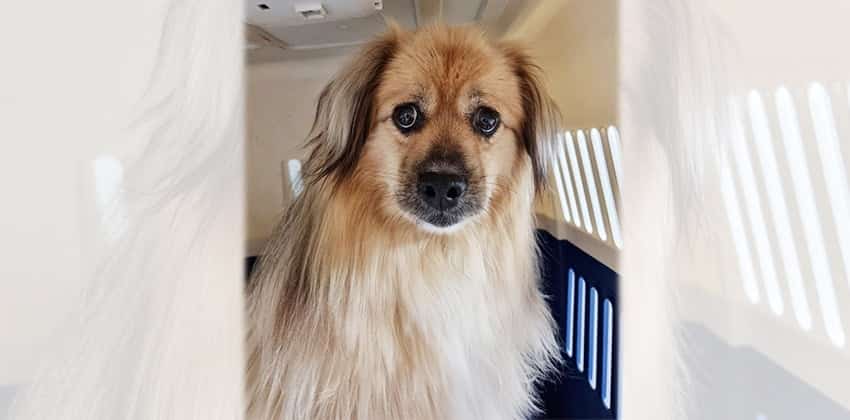 Ben is a Medium Male Sapsali mix Korean rescue dog