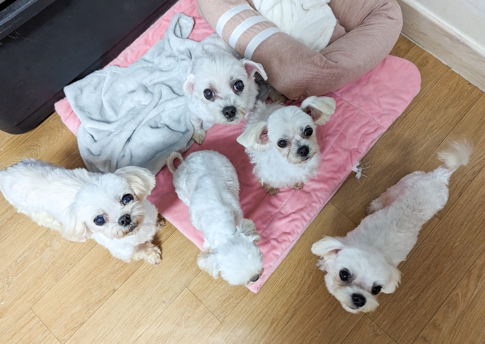 Hwasung Puppy Mill Rescues
