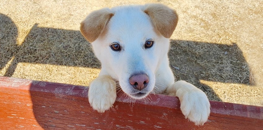 Hwayi is a Medium Female Jindo mix Korean rescue dog