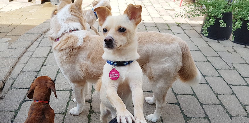 Hwino is a Small Male Jindo Mix Korean rescue dog