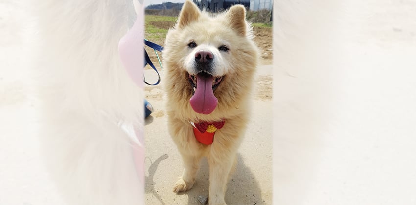 Haelyn is a Medium Female Samoyed mix Korean rescue dog