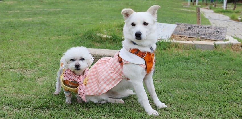 Hyoji is a Small Female Jindo mix Korean rescue dog