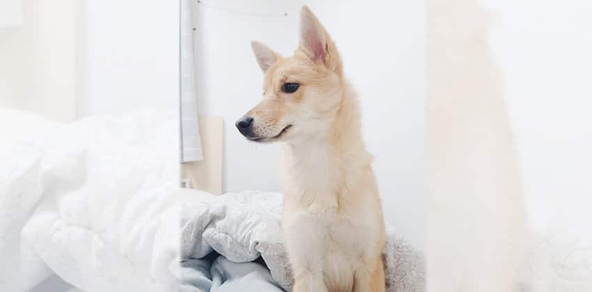 Hyojoo is a Medium Female Jindo mix Korean rescue dog