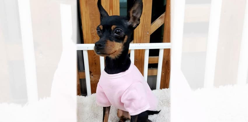 Hyun-Ji is a Small Female Miniature pinscher mix Korean rescue dog