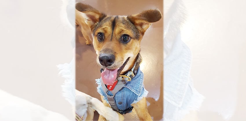 Hyung-jin is a Medium Male Jindo mix Korean rescue dog