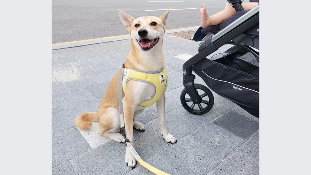 Hyungno is a Medium Male Shiba Inu mix Korean rescue dog