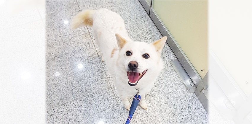 Goose is a Medium Male Jindo mix Korean rescue dog