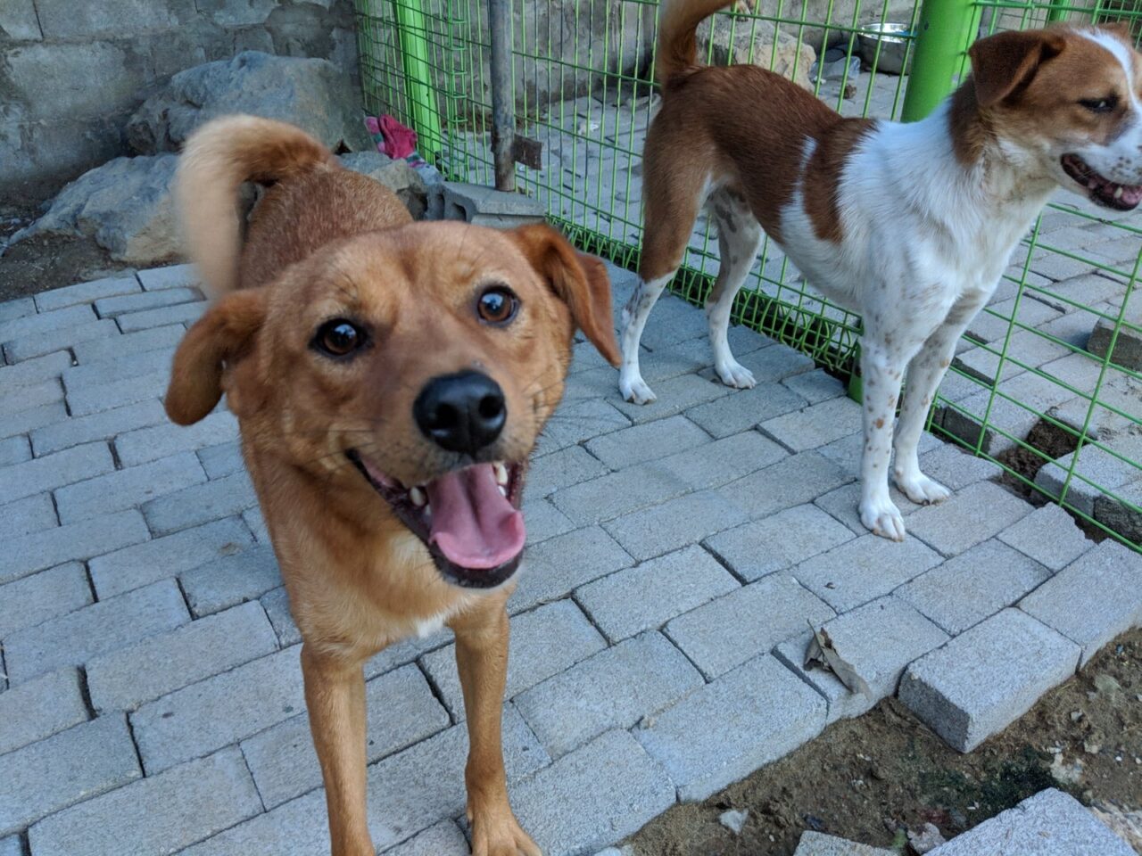 Odong is a Medium Male Jindo mix Korean rescue dog