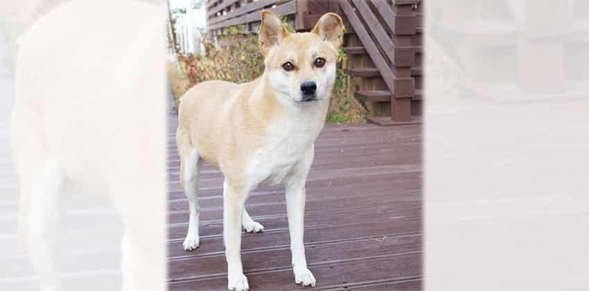 Ilda is a Medium Female Shiba Inu mix Korean rescue dog