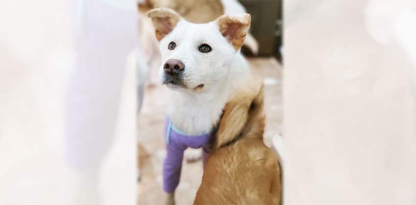 Ilho 2 is a Medium Male Jindo mix Korean rescue dog