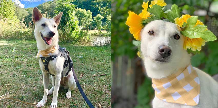 Ilia is a Small Female Jindo mix Korean rescue dog