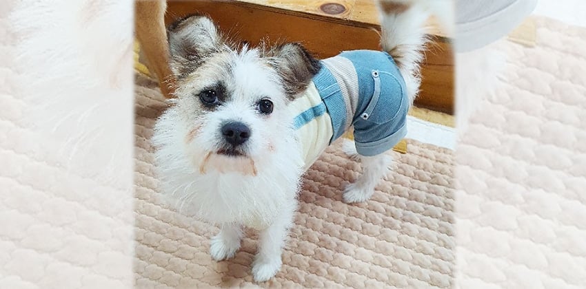 Iljin is a Small Female Terrier mix Korean rescue dog