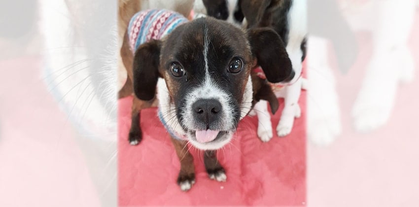 Ilo is a Small Male French Bulldog mix Korean rescue dog