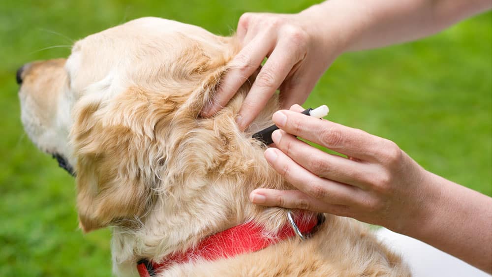 A dog is getting tick prevention.