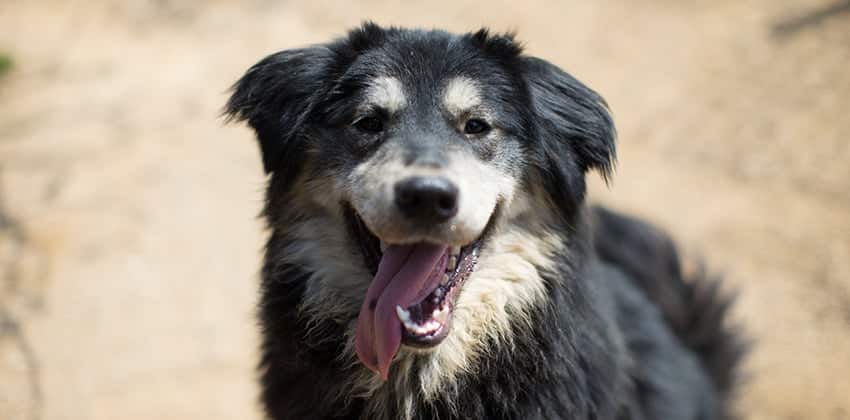 Ina is a Large Female Malamute mix Korean rescue dog