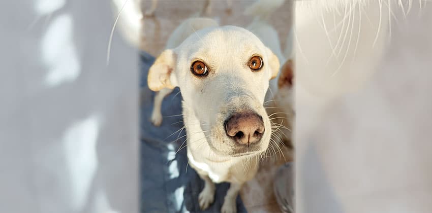 Inbee is a Medium Female Labrador Retriever   Korean rescue dog