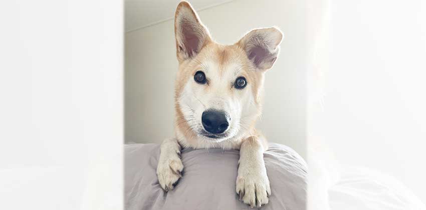 Inhyuk is a Medium Male Shiba Inu mix Korean rescue dog