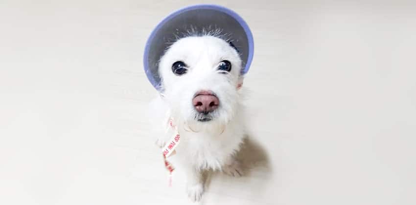 Yider is a Small Male Terrier mix Korean rescue dog