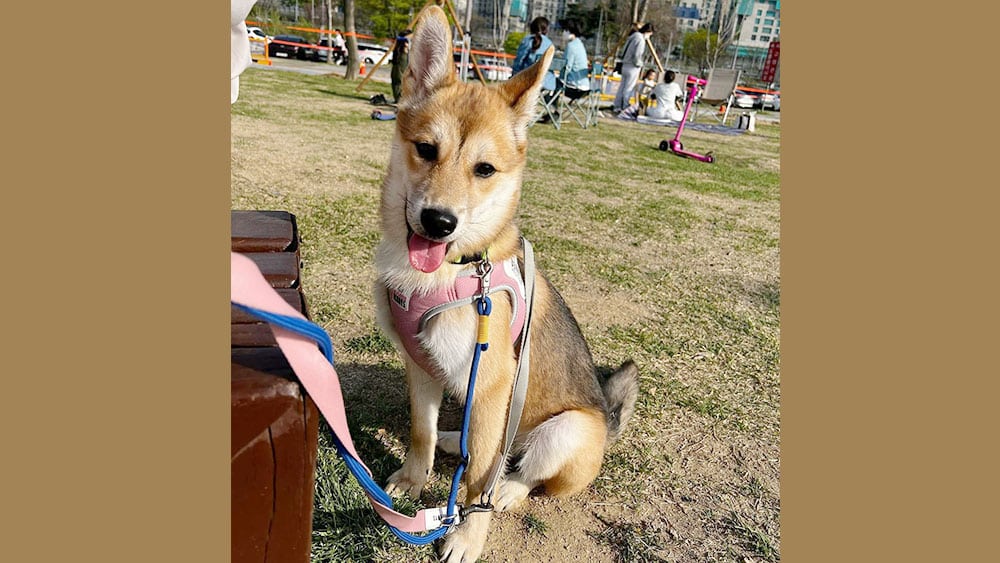 Inkyung is a Medium Female Shiba Inu mix Korean rescue dog