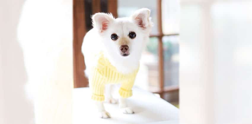 Insoon is a Small Female Pomeranian mix Korean rescue dog