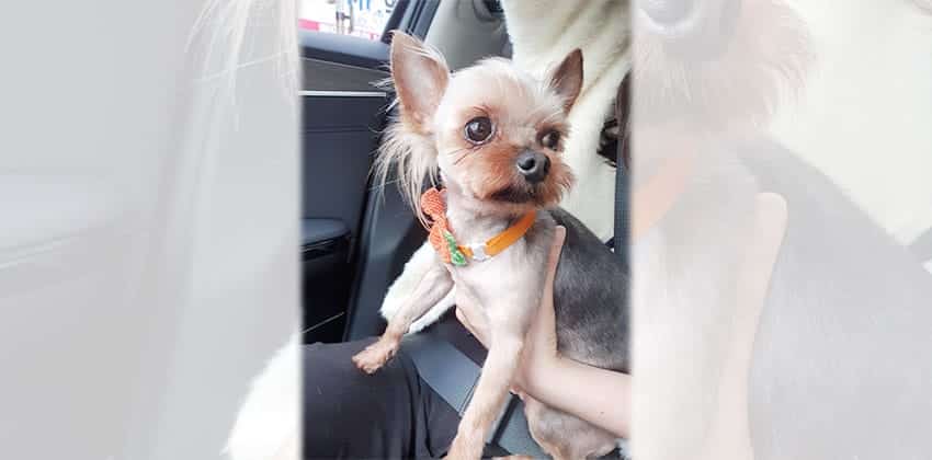 Isha is a Small Female Yorkshire terrier Korean rescue dog