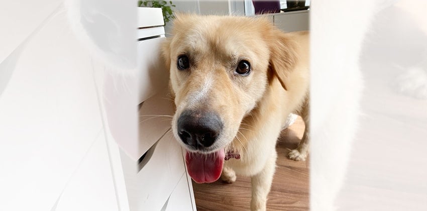 John is a Large Male Golden retriever mix Korean rescue dog