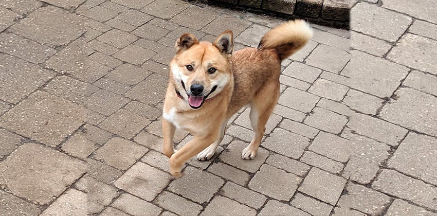 Jabee is a Medium Male Jindo mix Korean rescue dog