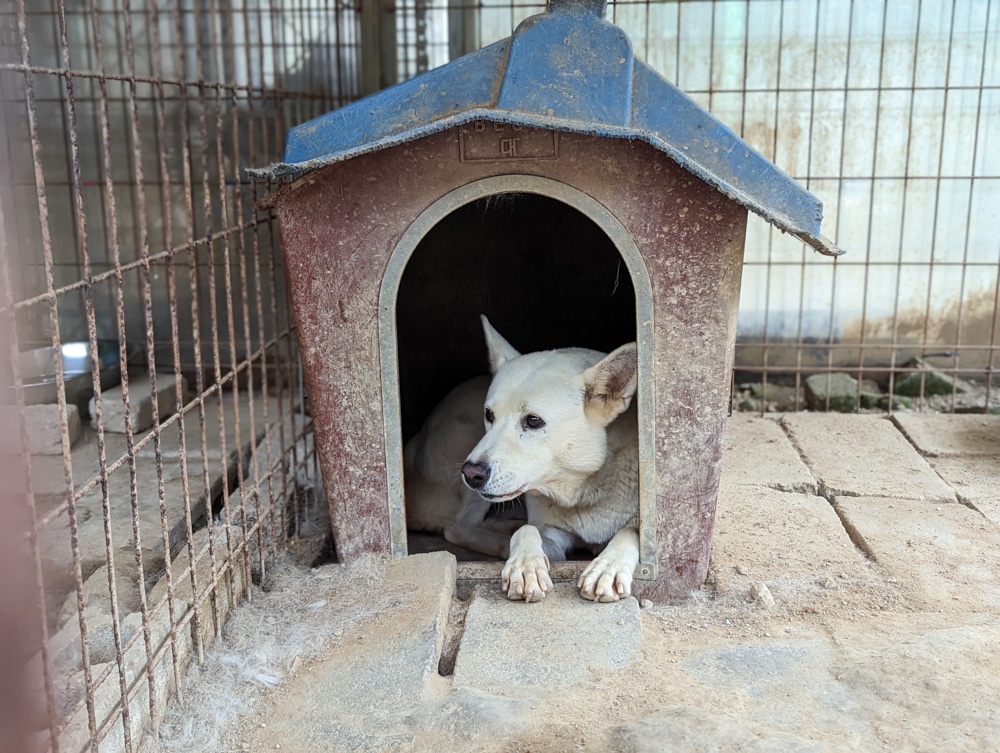 Jackson From Dangjin Dog Farm Rescue